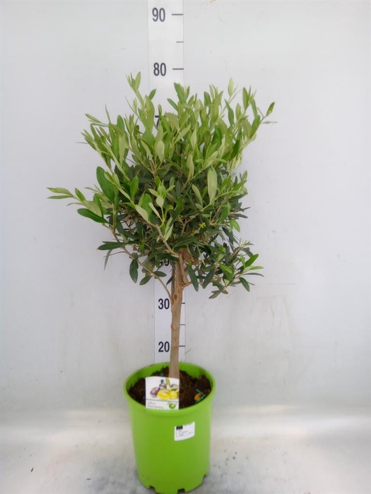 <h4>Olea europaea</h4>