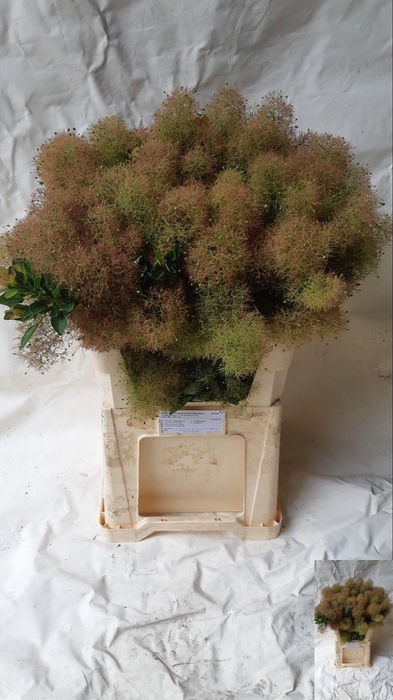<h4>COTI C GREEN FOUNTAI</h4>
