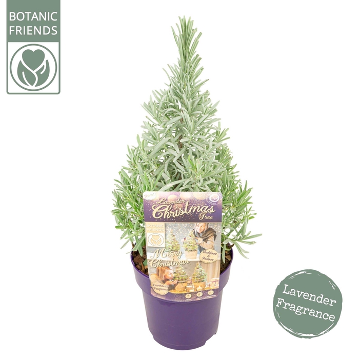 <h4>Lavandula ang. 'Christmas Tree'</h4>
