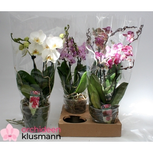 PHAL GEM