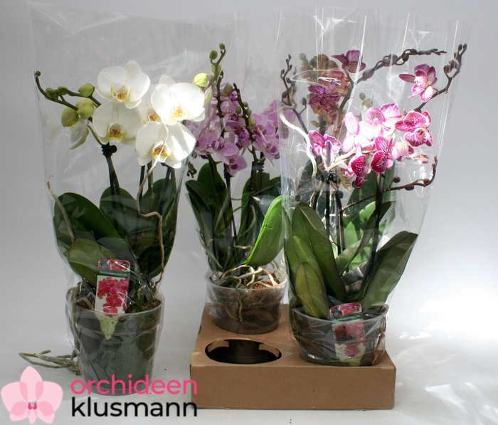 <h4>PHAL GEM</h4>