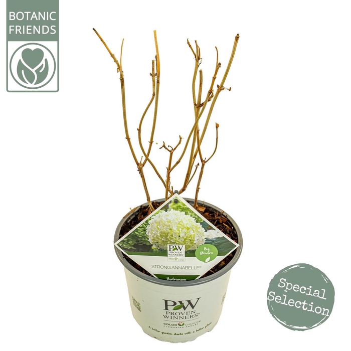 <h4>Hydrangea arbo. 'Strong Annabelle'®</h4>