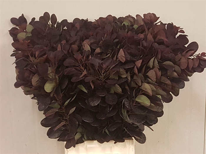 <h4>Coti C Royal Purple</h4>