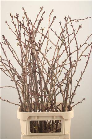 <h4>Prunus X Serrulata</h4>