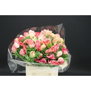 Anem Z Mega Dark Pink