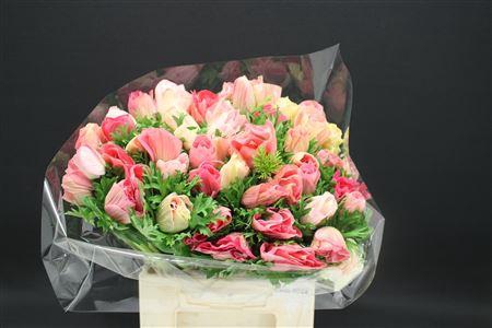 <h4>Anem Z Mega Dark Pink</h4>