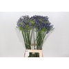 Agapanthus Mediterranee