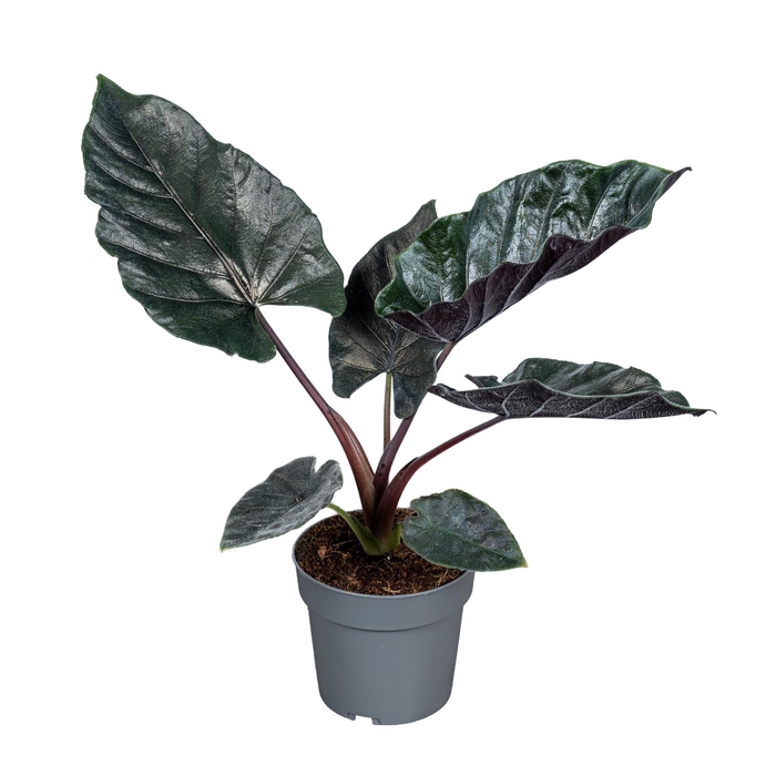 <h4>Alocasia Antoro Velvet 14cm</h4>