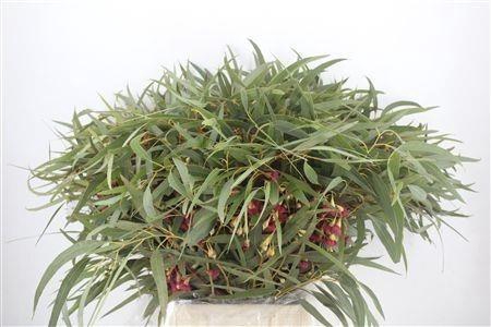 <h4>SNIJBLOEMEN OV BS</h4>