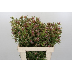 Leucadendron Ayoba Star Pearl