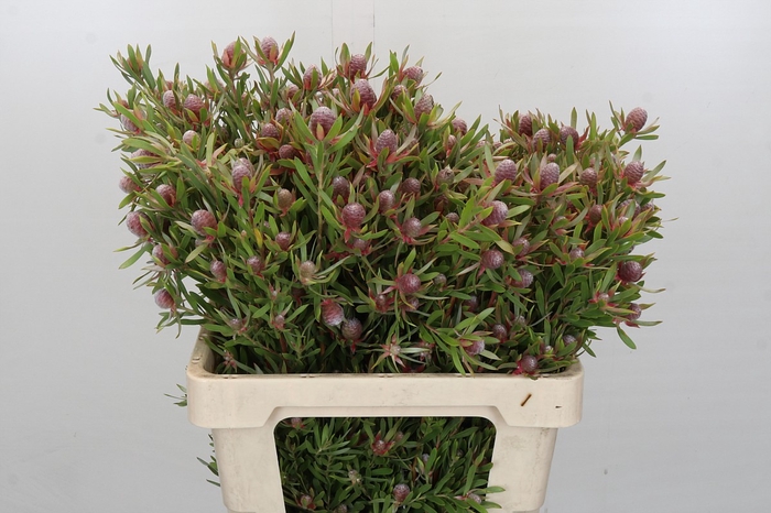 <h4>Leucadendron Ayoba Star Pearl</h4>