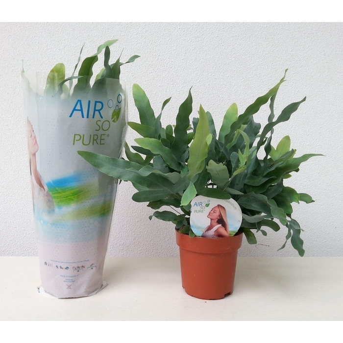 <h4>Phlebodium aureum 'Blue Star'</h4>