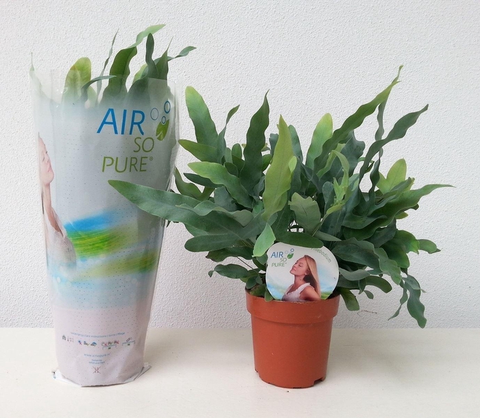 Phlebodium aureum 'Blue Star'