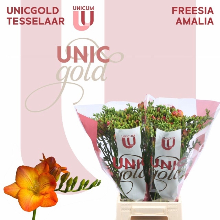 <h4>Freesia enk Amalia</h4>