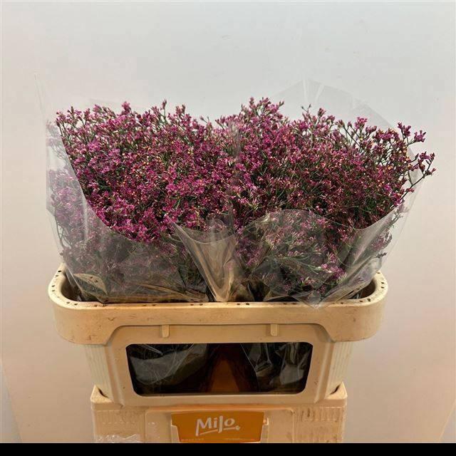 <h4>LIM SIN CHINA PASSIO</h4>