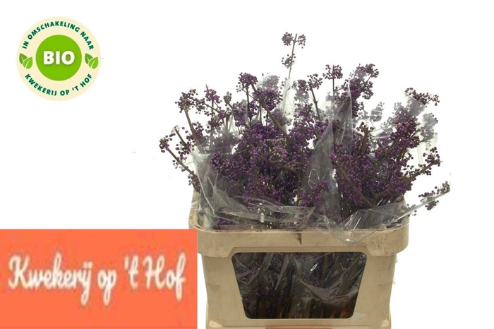 <h4>CALLICARPA BOD PROFU</h4>