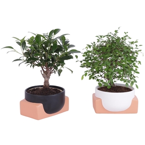 Bonsai Indoor Mix Ø14cm Ball Shape in Ø16cm Authentic Bowl