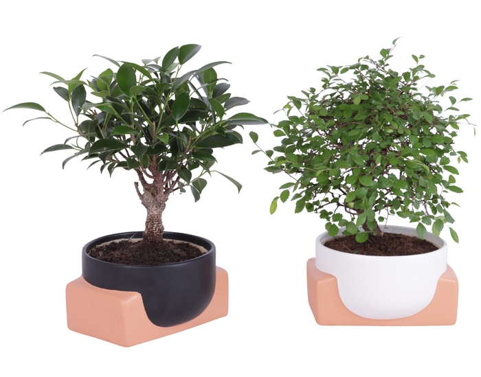 <h4>Bonsai Indoor Mix Ø14cm Ball Shape in Ø16cm Authentic Bowl</h4>