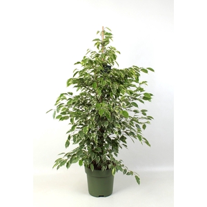 FICUS benjamina Golden King