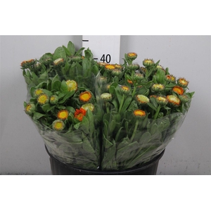 Calend Green Spot Or