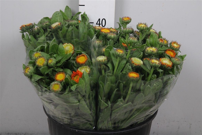 <h4>Calend Green Spot Or</h4>