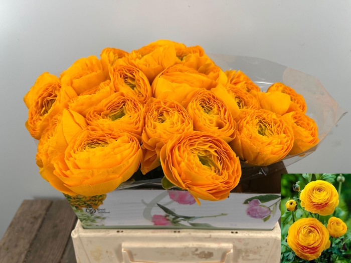 RANUNCULUS OV