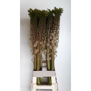 EUCOMIS OV