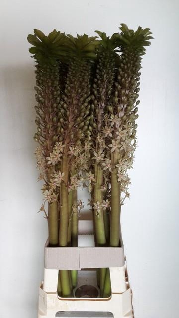 <h4>EUCOMIS OV</h4>