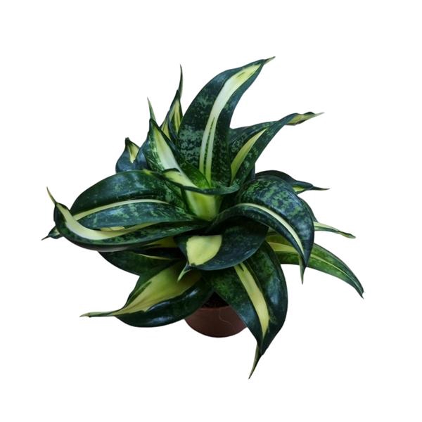 <h4>Sansevieria Spiral Star 9 cm</h4>