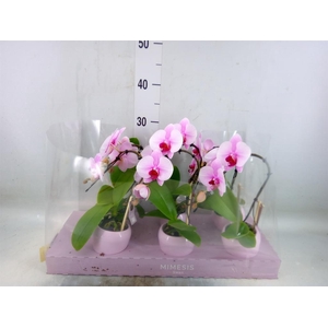 Phalaenopsis   ...rose