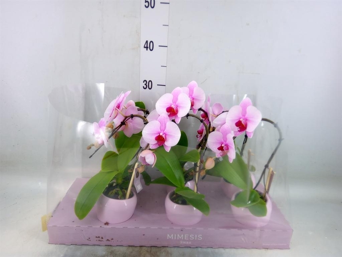 <h4>Phalaenopsis   ...rose</h4>
