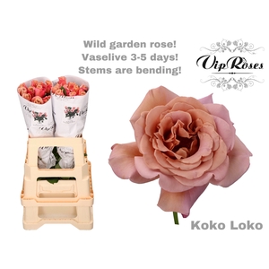 R GR KOKO LOKO