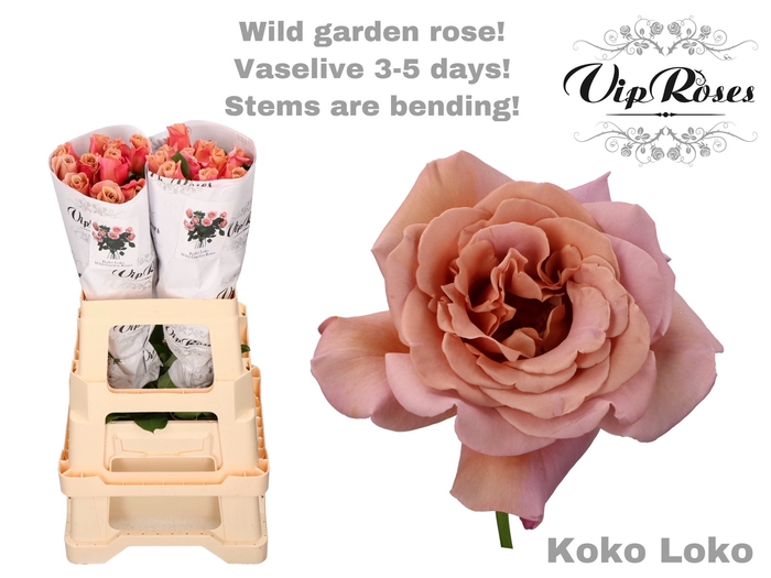 R GR KOKO LOKO