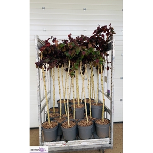 CORYLUS RED MAJESTIC