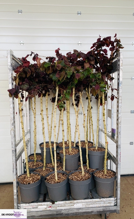 <h4>CORYLUS RED MAJESTIC</h4>