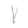 Syringa Branch Extra Kuzell