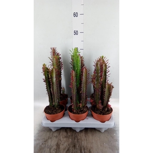 Euphorbia trigona 'Rubra'