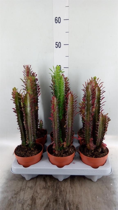 <h4>Euphorbia trigona 'Rubra'</h4>