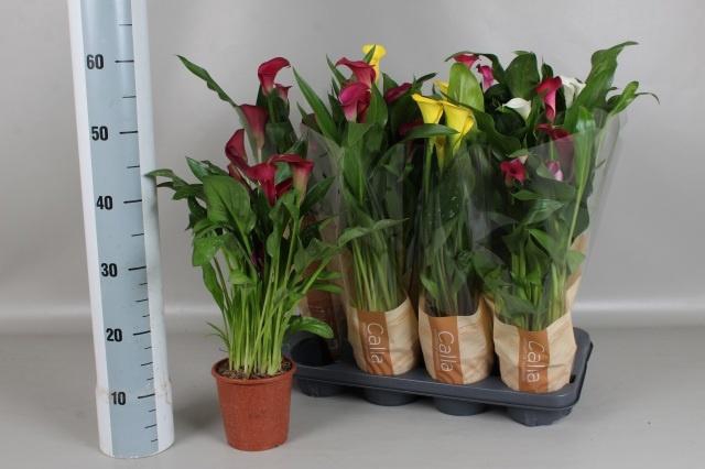 <h4>ZANT GEM 4 KL</h4>