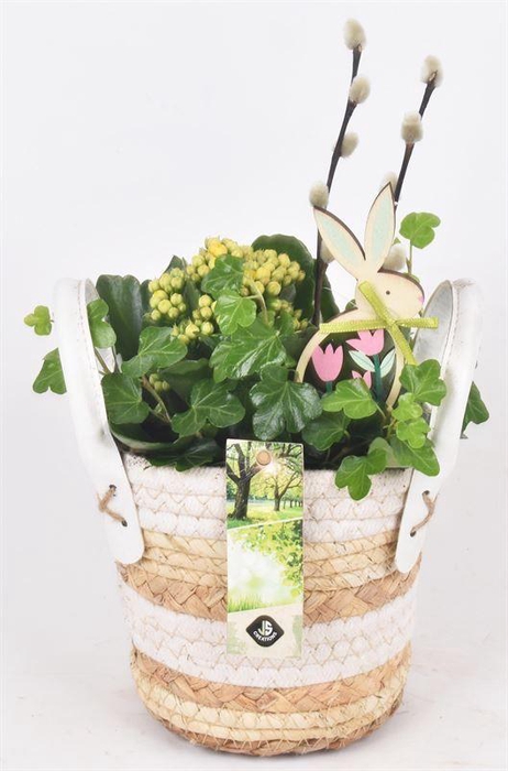 <h4>Maismand met oren Dia 13</h4>