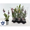 Cambria Grp Gem