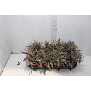 TRADESCANTIA SPATHACEA P15