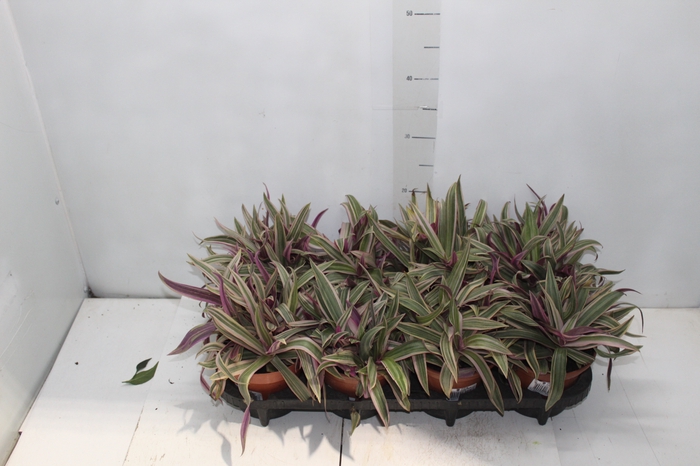 TRADESCANTIA SPATHACEA P15