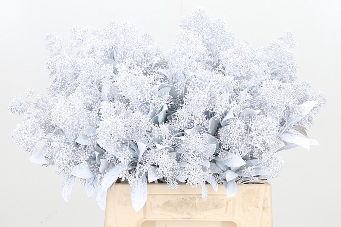 <h4>Skimmia Kl Bh Wit</h4>