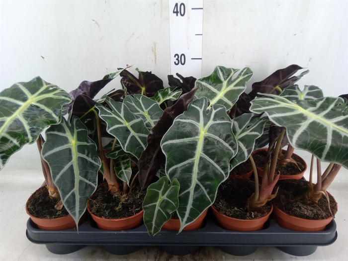 <h4>Alocasia amazonica 'Polly'</h4>