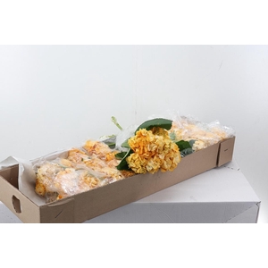 Hydr Melocoton Sel Box