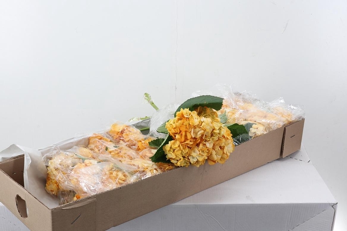 <h4>Hydr Melocoton Sel Box</h4>