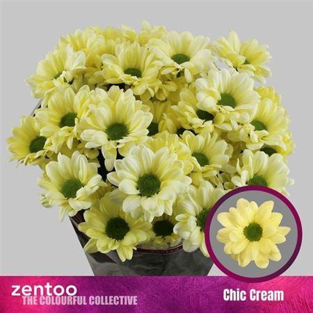 <h4>Chr T Chic Cream</h4>