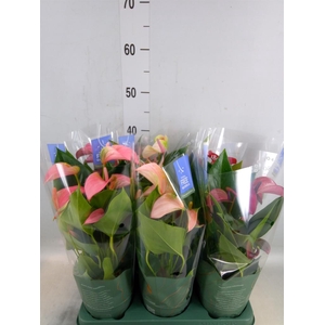 Anthurium   ...mix