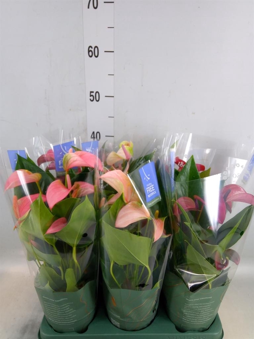 <h4>Anthurium   ...mix</h4>